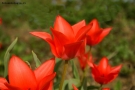 Prossima Foto: Tulipani