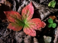 Prossima Foto: foglie