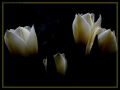Foto Precedente: tulipani