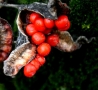 Prossima Foto: Frutti del bosco