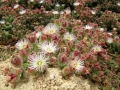 Foto Precedente: un fiore del deserto