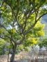 Prossima Foto: albero di mimosa