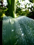 Prossima Foto: Canna bagnata