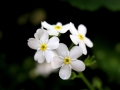 Prossima Foto: fiorellini bianchi