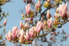 Foto Precedente: magnolia centenaria...