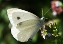 Prossima Foto: Farfalla White