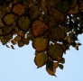 Prossima Foto: foglie d'autunno