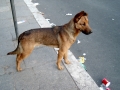 Prossima Foto: cane a Roma