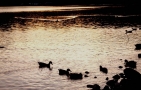 Foto Precedente: tramonto sul lago