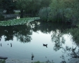 Foto Precedente: lago di Segrino dopo il tramonto (da serie di 15)