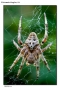 Foto Precedente: arachnophobia