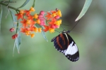 Foto Precedente: Farfalla su fiori colorati
