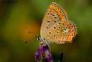 Farfalla