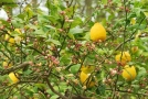 Prossima Foto: Limoni in fiore, l'essenza dei giardini Arabi