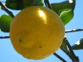 Prossima Foto: limone