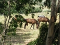 Prossima Foto: cavalli andalusi