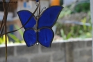 Prossima Foto: farfalla blu