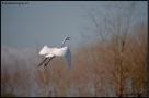 Foto Precedente: il volo dell'airone bianco maggiore