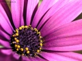 Foto Precedente: fiore viola