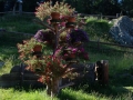 Foto Precedente: Albero in fiore