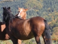 Foto Precedente: coppia di cavalli