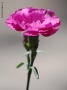 Foto Precedente: Carnation