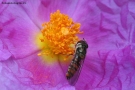 Foto Precedente: polline degli dei