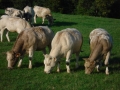 Foto Precedente: vitelli