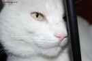 Foto Precedente: gatto bianco