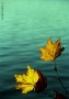 Foto Precedente: foglie e acqua