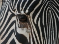 Zebra - particolare
