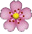 fiorellino